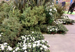 viale