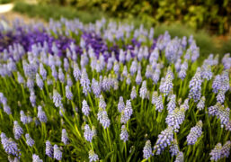 fiori