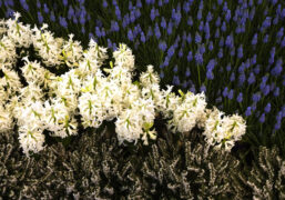 fiori