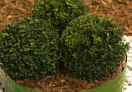 piante