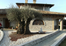 Olivo secolare con ciottoli