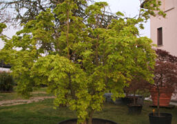 Acer japonicum palmatum verde